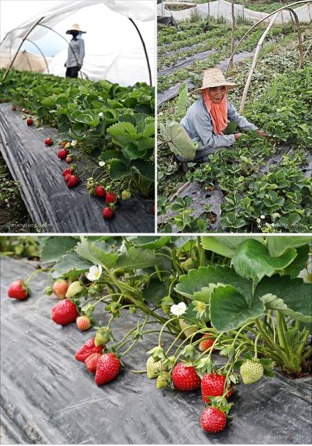 딸기 농장, La Trinidad Strawberry farm~